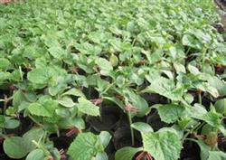 When is it good to plant cucumber in small arch shed in spring and early maturity?