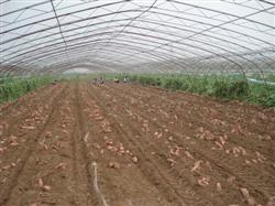 Harvesting sweet potatoes also has skills.