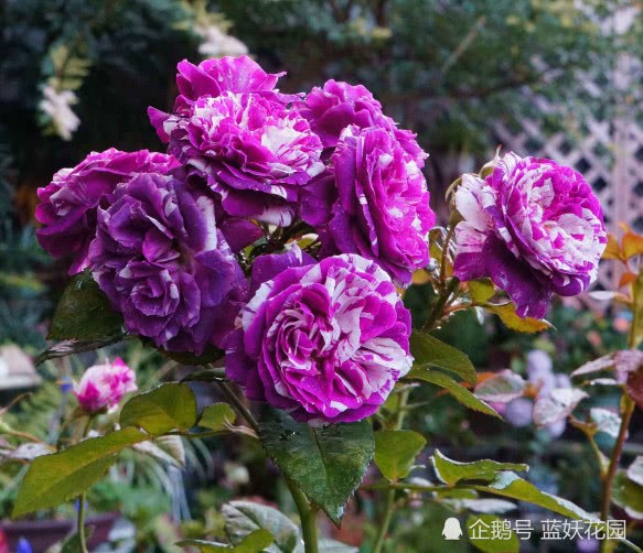 Rose, rhododendron, gardenia, always can't live? Teach you a trick to open for three months.