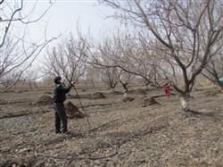 Winter pruning of apricot trees