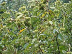 Green manure pressing technology of Chinese chestnut in rainy season