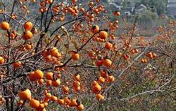 How to manage persimmon orchards in summer