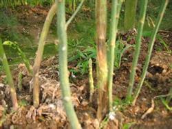 Occurrence and control of common diseases of asparagus