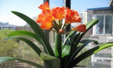 2 kinds of flowers to the living room a pendulum can bring good luck to the owner also prosperous people you have?