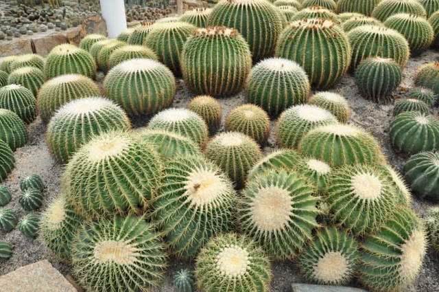 If you want to raise the bright golden tiger cactus, you should pay attention to these four points.