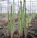 How to use drugs to control organic asparagus diseases and insect pests