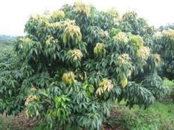 Management measures of Litchi in Spring