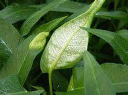 Key points of pollution-free control of white rust of hollow cabbage