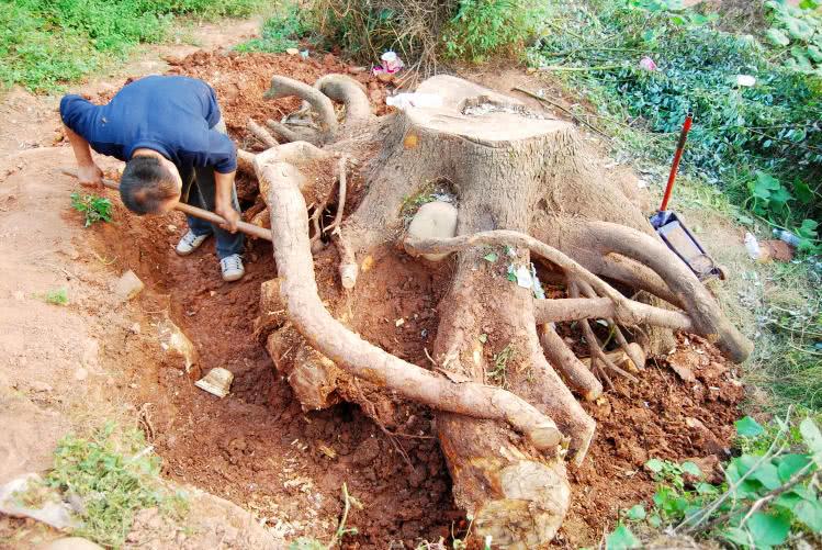 When a strange tree stump was dug out in the wild, someone offered 80,000 yuan to buy netizens: what tree stump is so valuable?