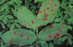 Peanuts beware of early defoliation