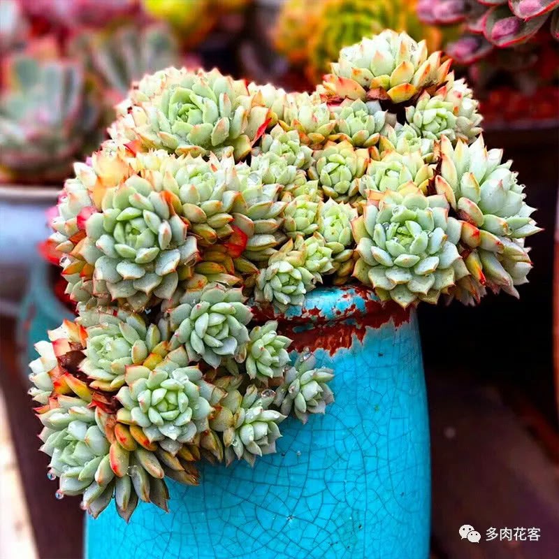 Ordinary succulent plants make the most perfect old stakes.