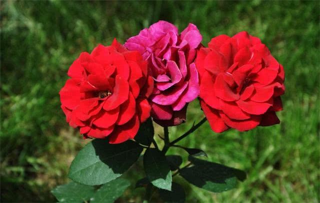 Water the flowers with Rain Water or tap water. After listening to the expert, the flower friend found that he had watered the flowers wrong.