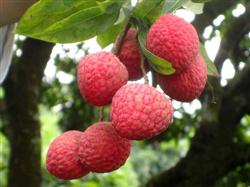 Litchi should apply flower-promoting fertilizer before and after 