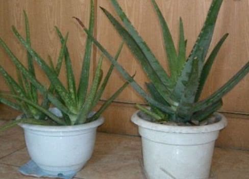 The bigger these three kinds of plants are, the more valuable they are. Green leaves and green leaves should be kept in a pot at home.