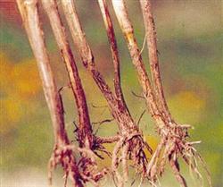 Causes and control of a large number of dead plants of asparagus