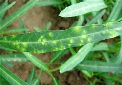 Key points of pollution-free control of white rust of hollow cabbage