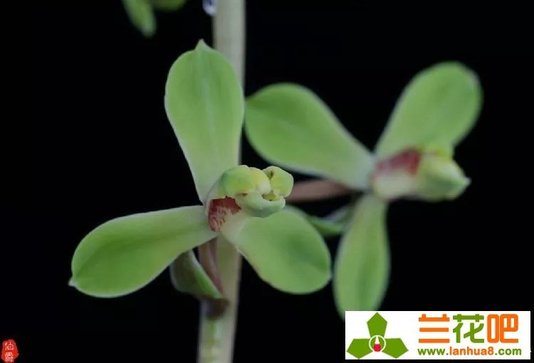 Three key points of disease control of orchids