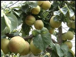 Cultivation techniques of Apricot