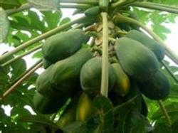 Protective measures of cold resistance and anti-freezing in papaya cultivation