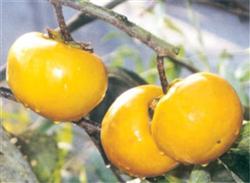 A New Sweet Persimmon Variety 