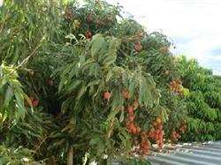 Major diseases and insect pests of litchi in March