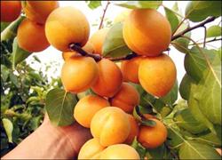 Technical measures to improve the fruit setting rate of apricot trees