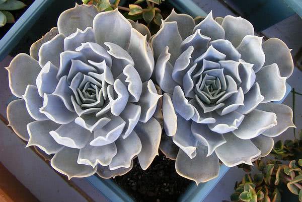 The leaves of Lina lotus, a succulent plant, are light pink, beautiful and easy to raise.