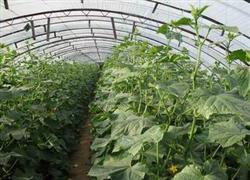 Key points of Cucumber cultivation techniques in Spring greenhouse