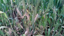 Control of wheat sheath blight by early application of Thiofuroamide in spring