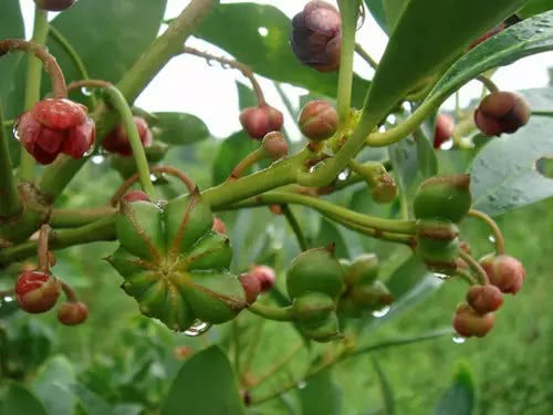 Star anise, Zanthoxylum bungeanum and spicy fruits, which are often eaten, used to look like this on trees.