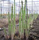 How to deal with disastrous weather by planting asparagus