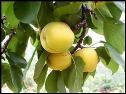 Causes and countermeasures of rotten apricot fruit in greenhouse