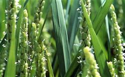 Rice heading difficulty can be sprayed with gibberellin