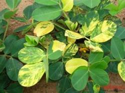 How to prevent and cure peanut virus disease