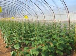 Seed Cultivation--Seedling Cultivation Technique of Cucumber in Spring Greenhouse with Multi-layer Cover