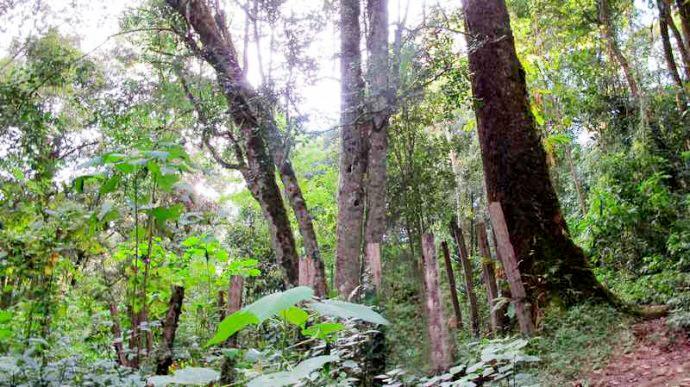 The old trees guarded by the villagers are added to the power grid, and it is not easy for someone to cut down and live for 1700 years.