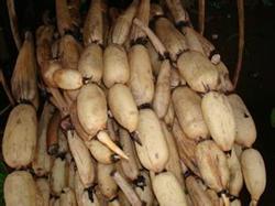 Cultivation techniques of lotus root in arch shed