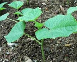 Cucumber seedling in winter and spring