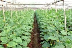 Multi-layer mulching Seedling technique of Cucumber in Spring greenhouse