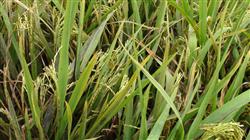 Occurrence and control of rice blast and rice planthopper