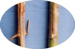 Harm and control of asparagus diseases and insect pests