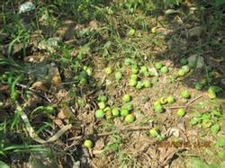 Seven-word tips for preventing persimmon from falling flowers and fruits