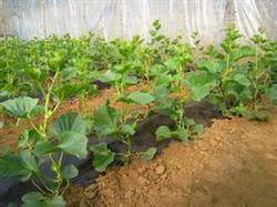 Cultivation techniques of muskmelon in spring shed