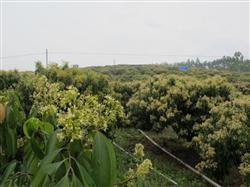 Technical measures for flower and fruit protection of litchi