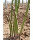 Cultivation techniques of asparagus intercropping with vegetables