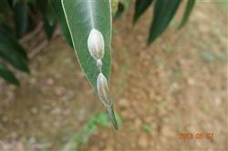 Symptoms and control techniques of litchi stem borer