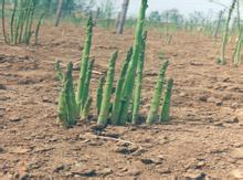 Sowing and planting of asparagus in open field