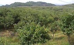 Cultivation and Management of Chinese Chestnut