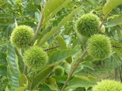 Application of Boron Fertilizer to Chestnut