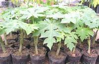 How to select papaya seedlings